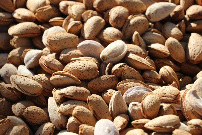 Elazığ'da hasadı başladı. 400 ton rekolte bekleniyor - Fotoğraf: 12